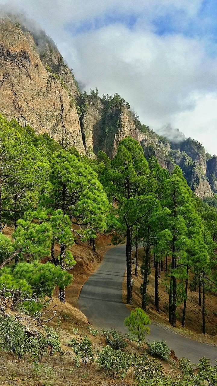 road through the woods- Canarias Islands