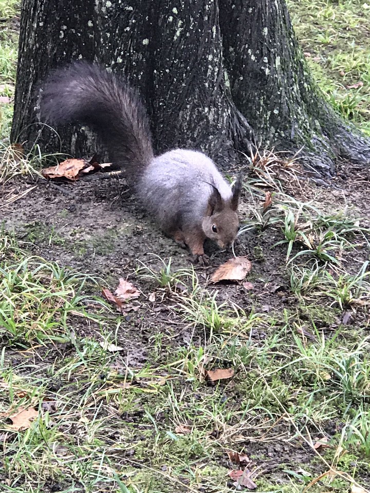 Squirrel