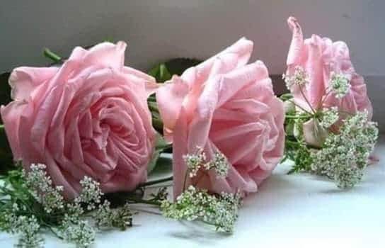 rose