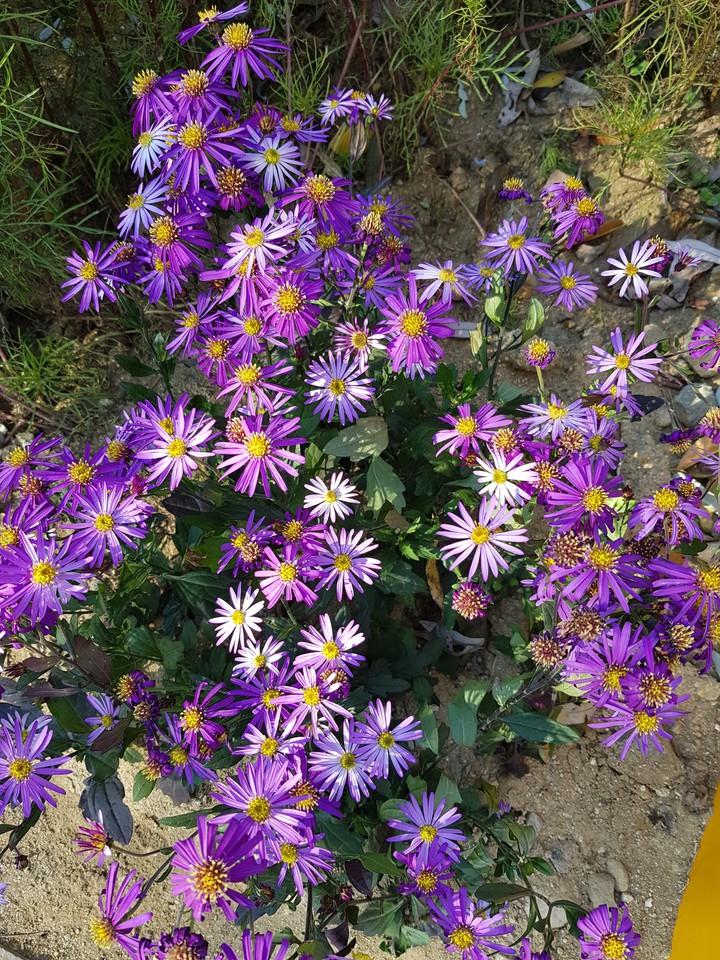 Flowers