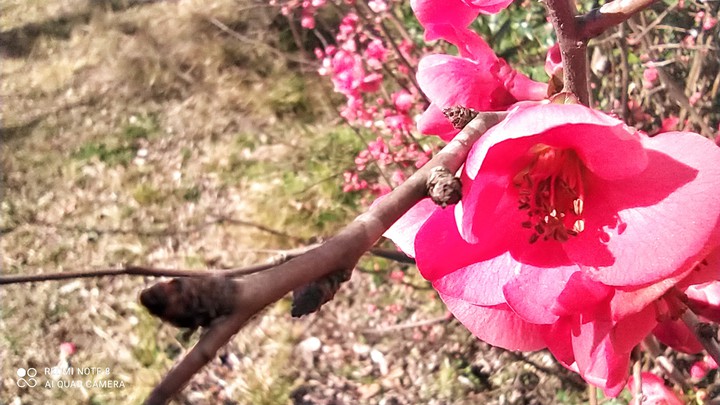 ice flower