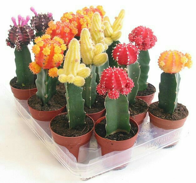 Cactus