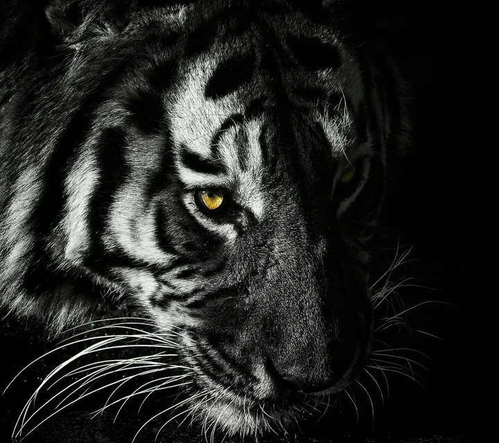 tiger