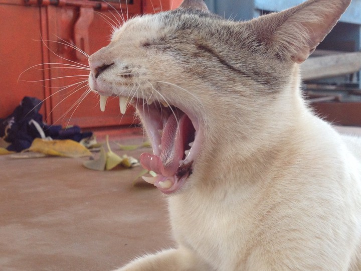 cat