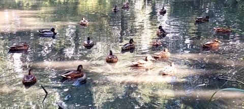Ducks