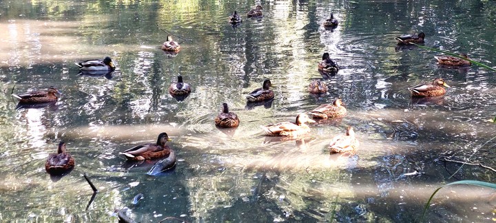 Ducks
