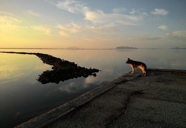 Dog at sunset