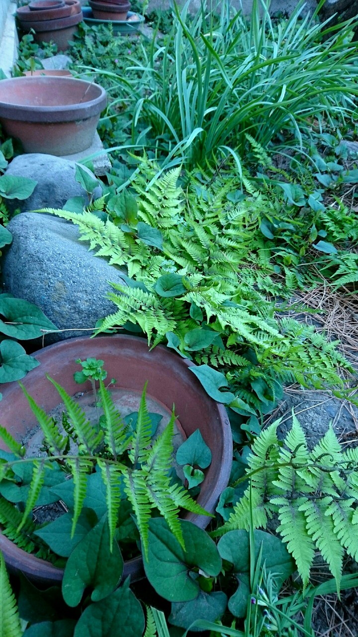 garden