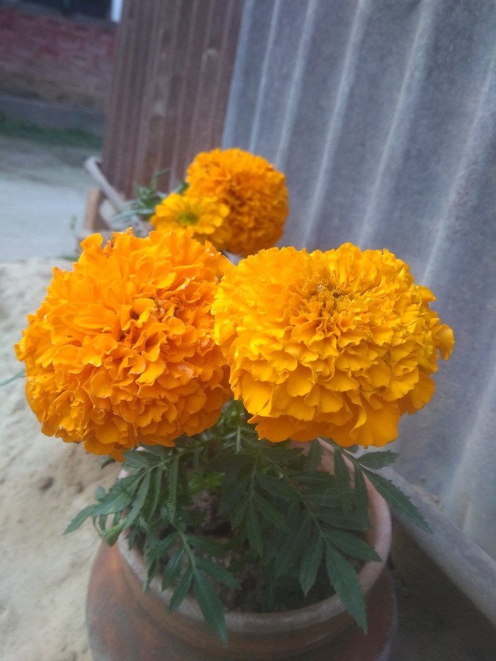 simple click