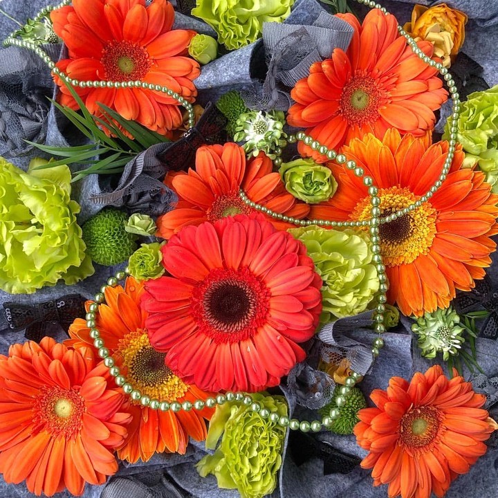 gerbera