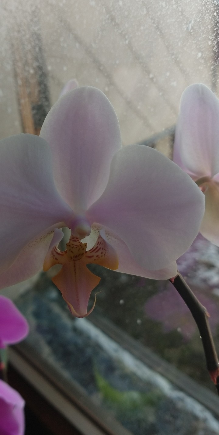 fiori