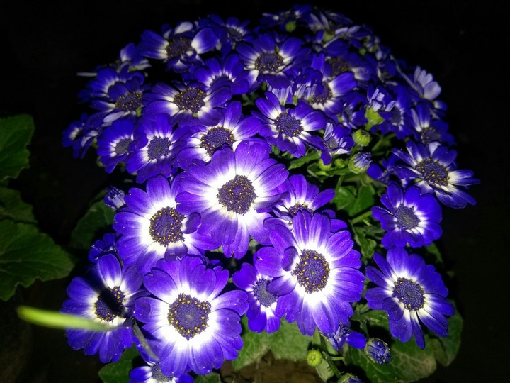 blue flowers