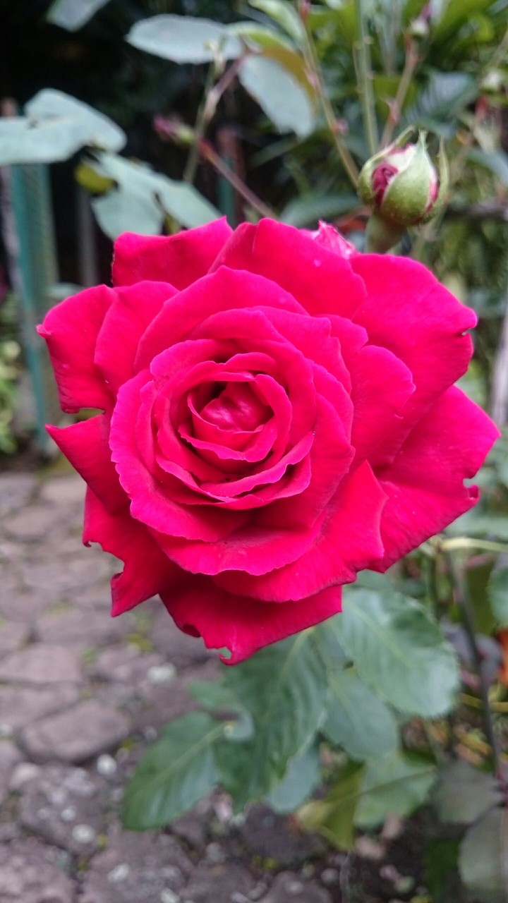 rose