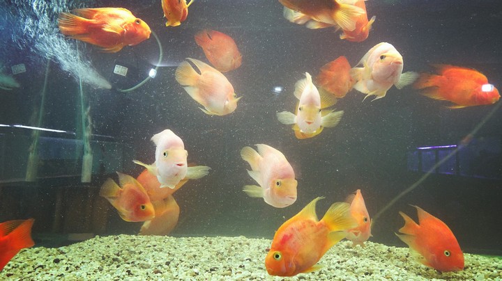 The Gold Fishes