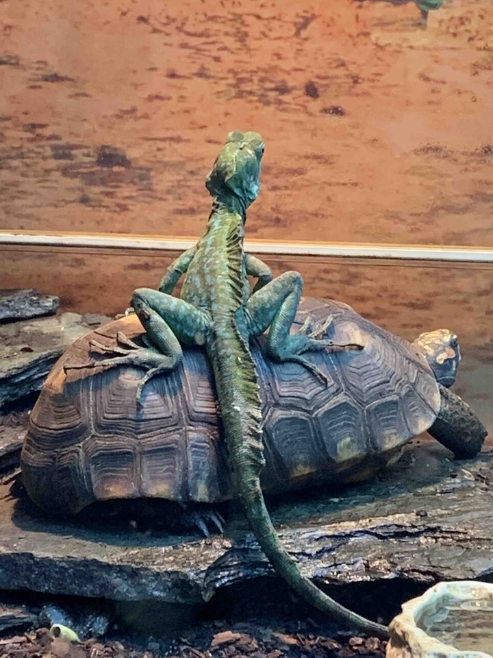 zoo friends