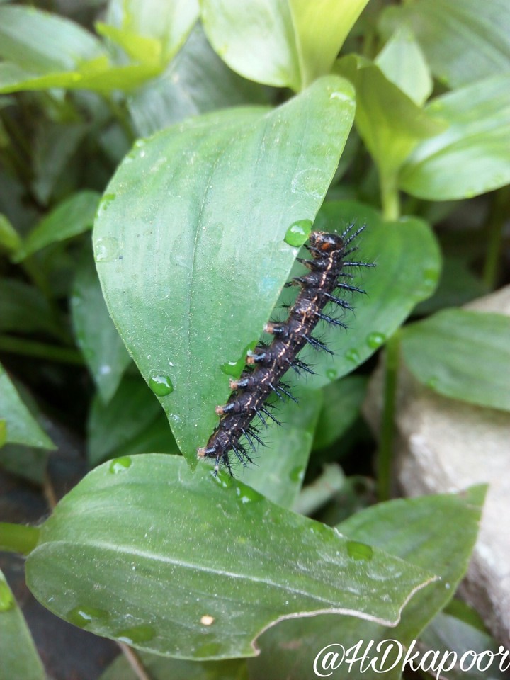 caterpillar