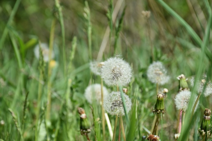maj1