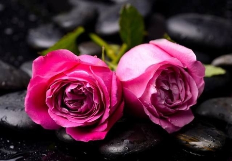 sfondi rose, plant