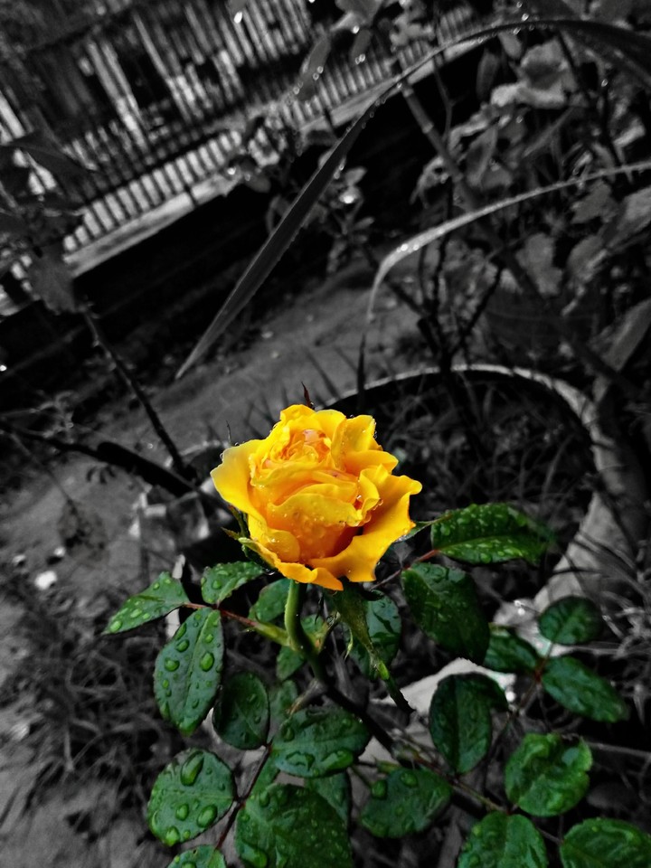 rosas