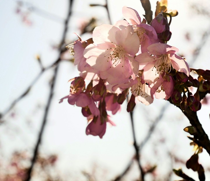cherryblossom