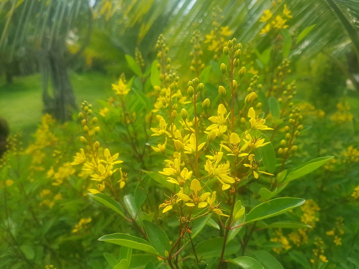 flower