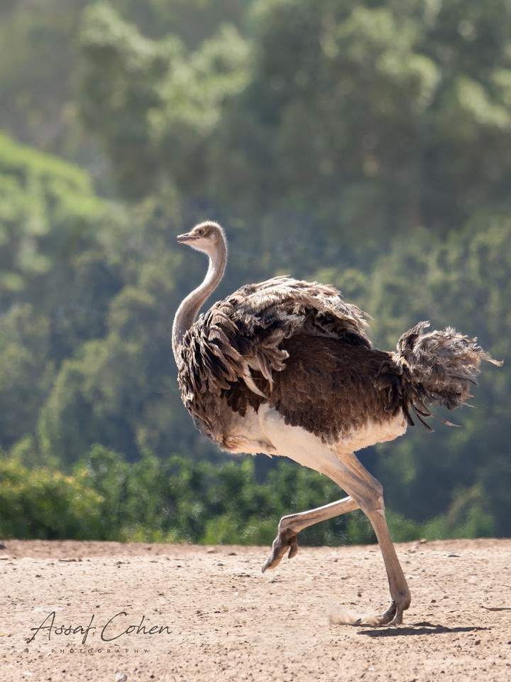 ostrich
+ Assaf Cohen