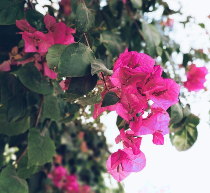 Pink Flowers.