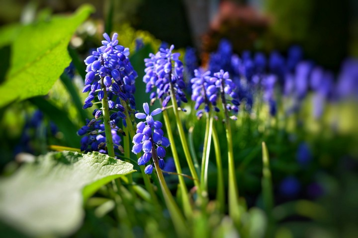 Spring flowers