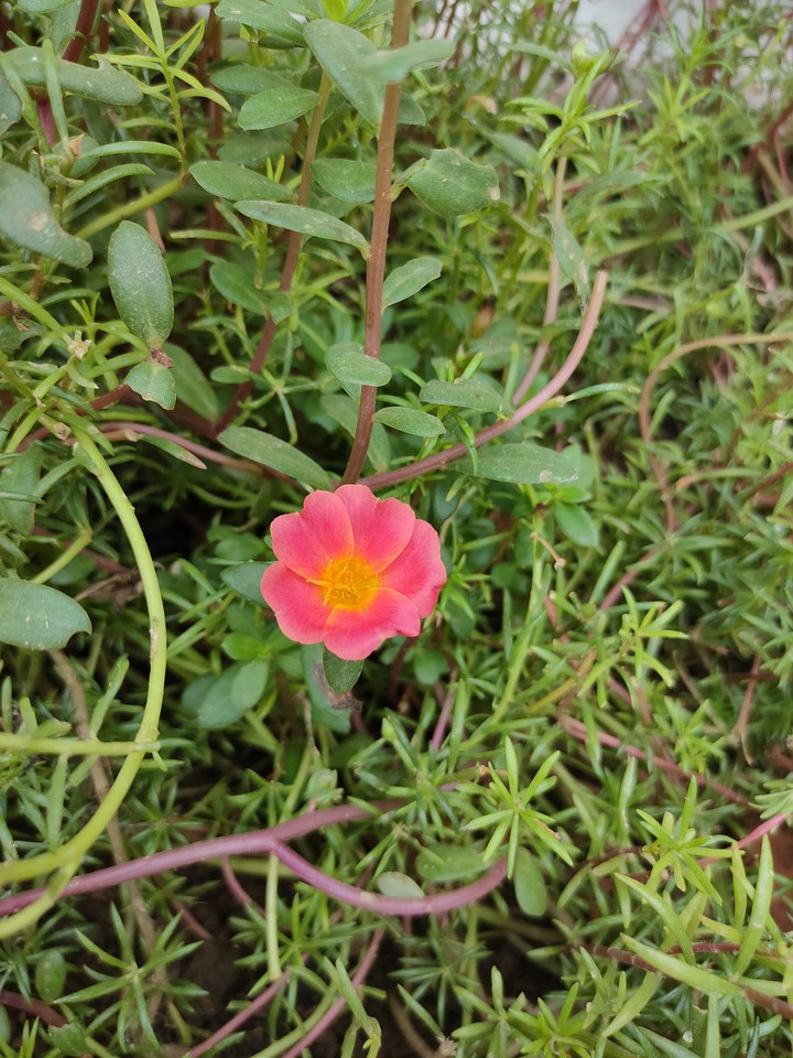 flower