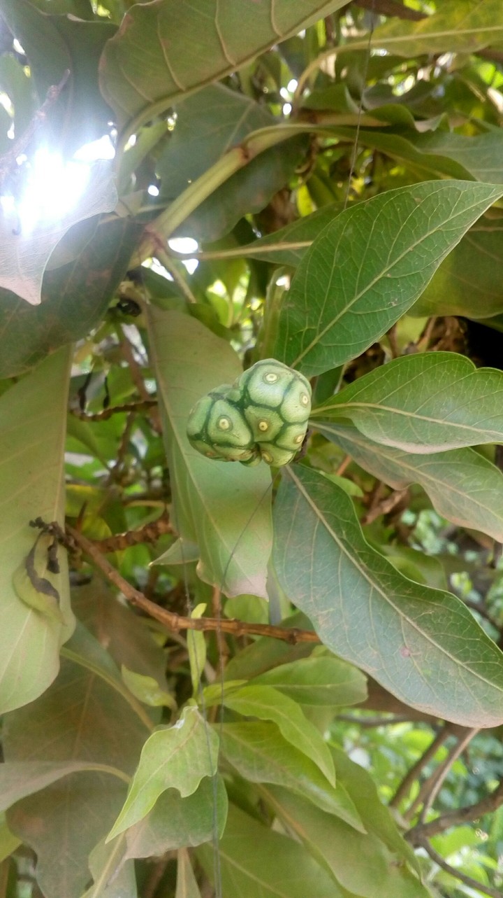 The alien bud
