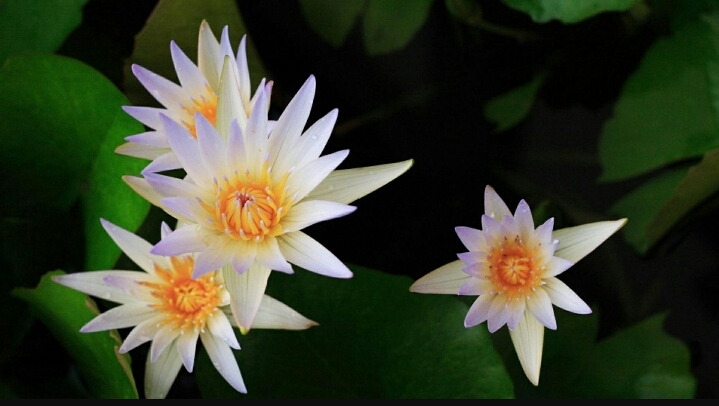 white lily