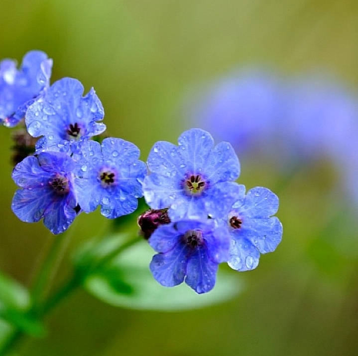 little blue flower