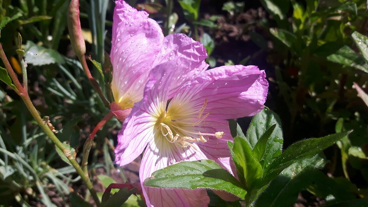 Pink flower