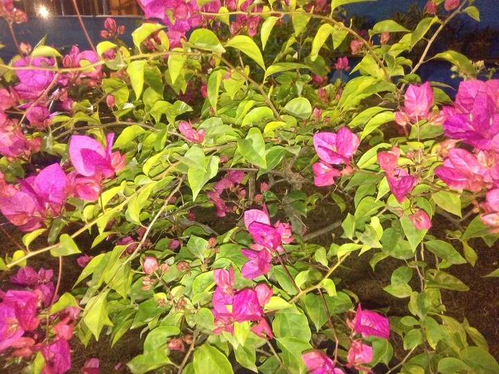 flowers