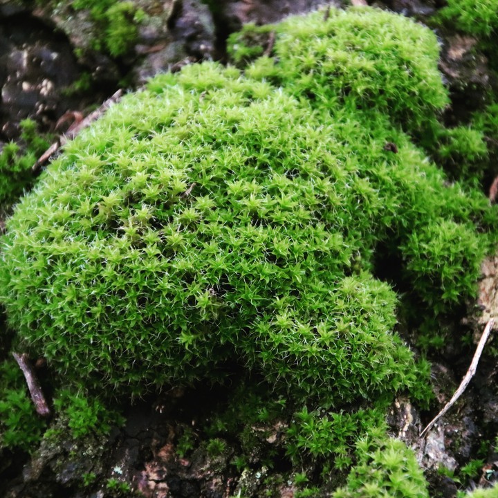 Moss