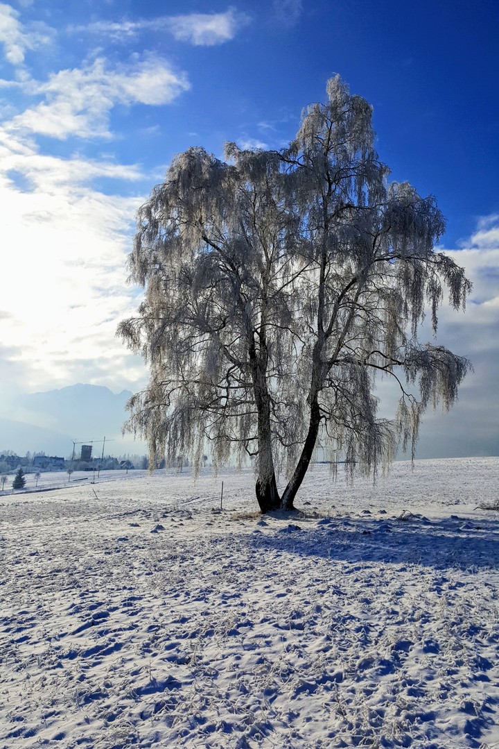 Frozen tree