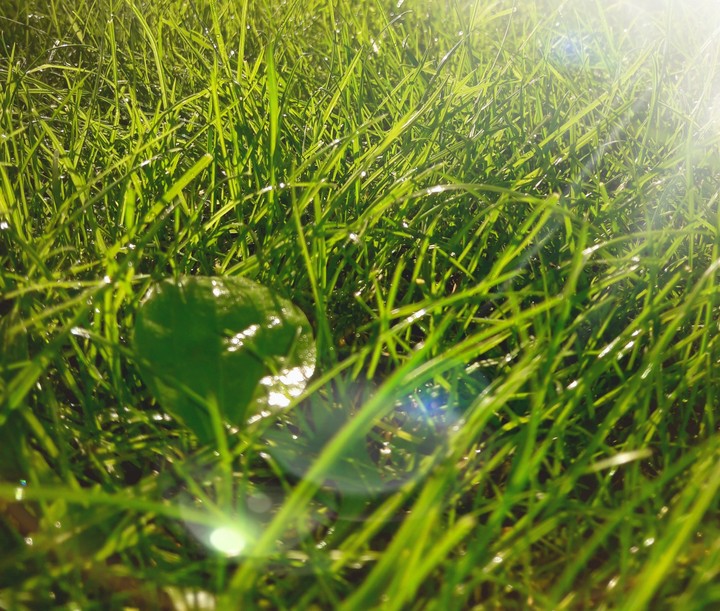 The watery grass