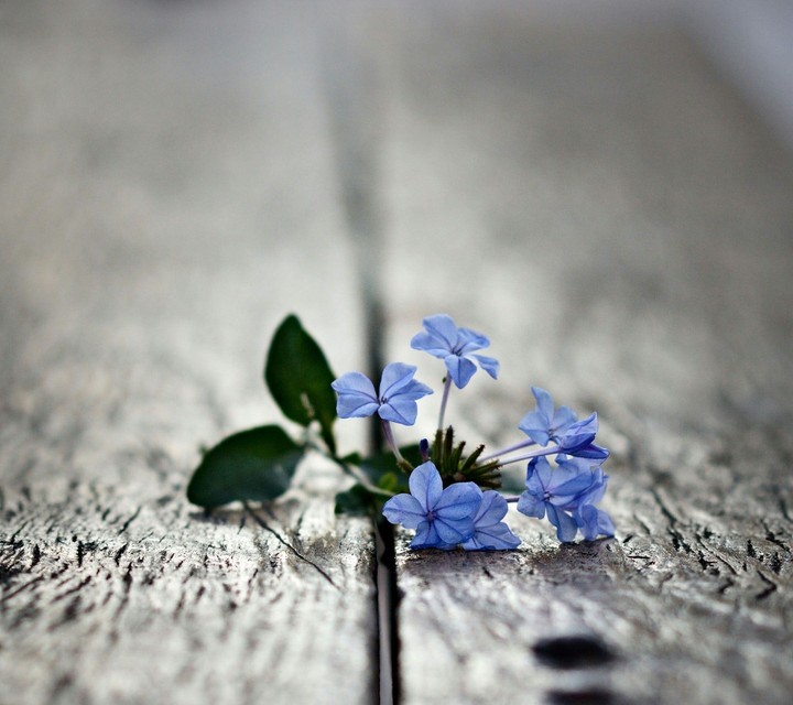flower