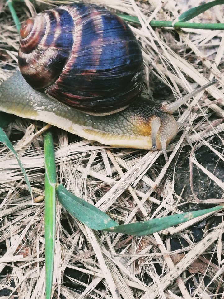 nature