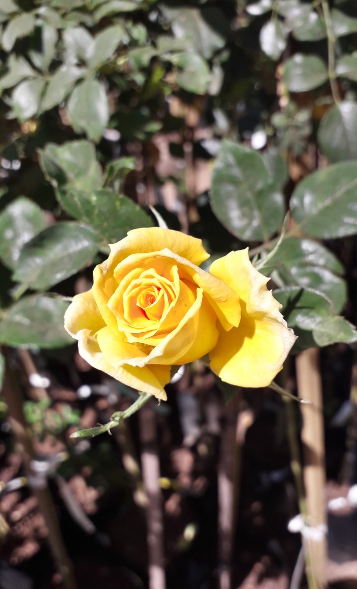 yellow rose