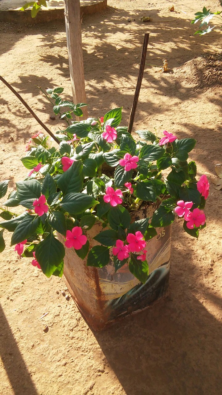 flores