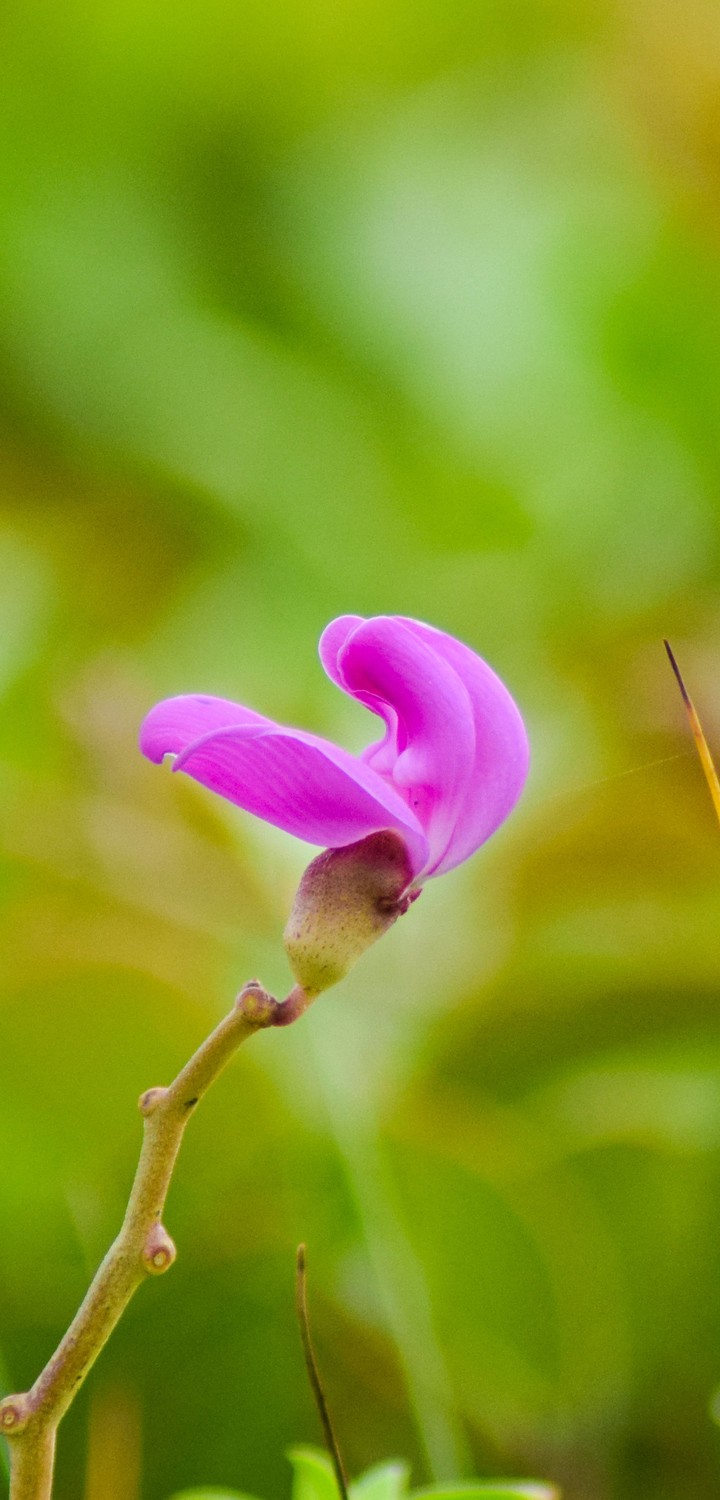 Orchid