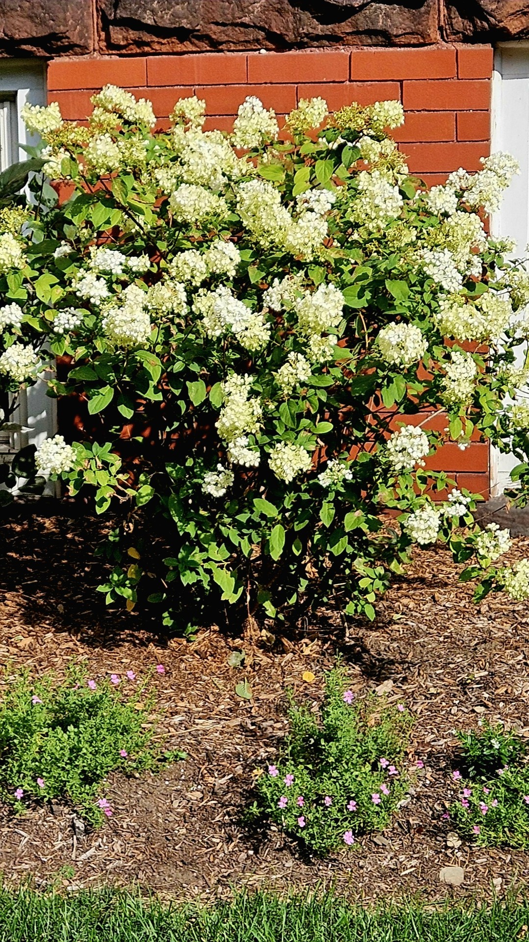 pink, Garden Hintergrundbilder