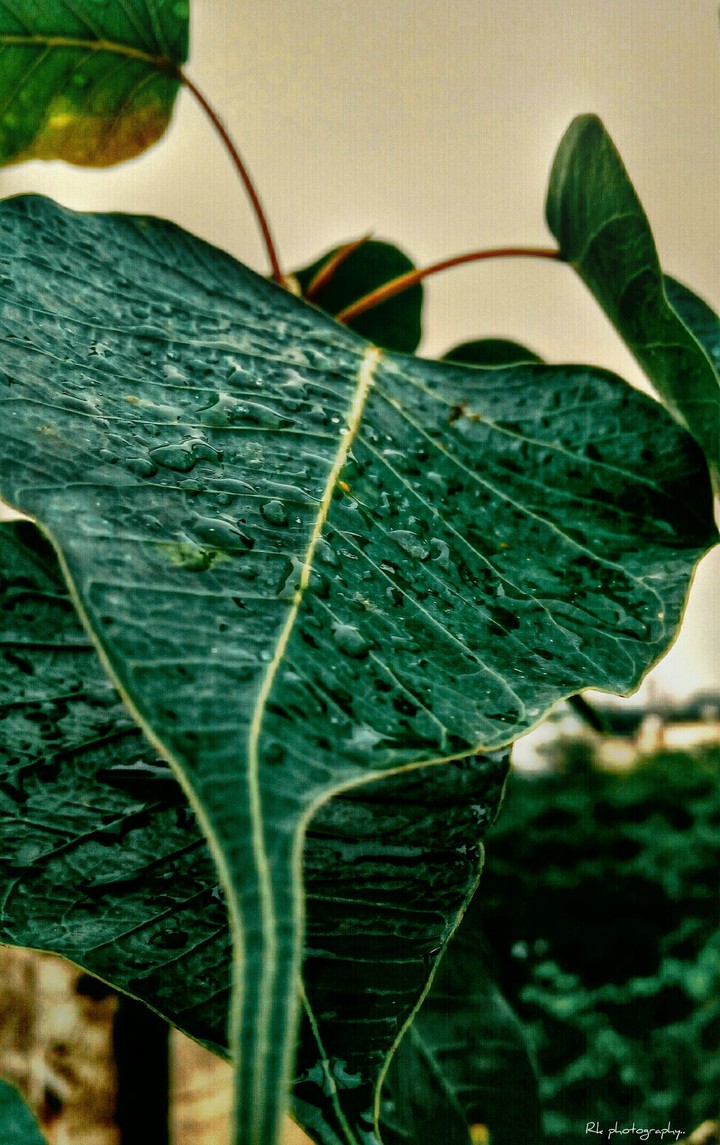 water drops in leaf