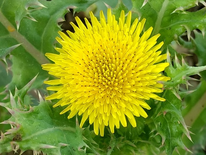 Yellow Yellow dirty fellow,