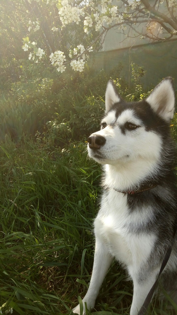 Husky