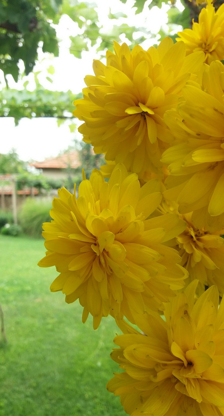 yellow heaven ♡