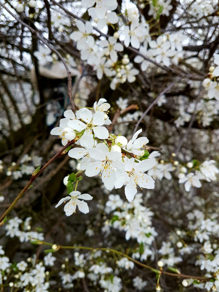 Flowers in the sunlight