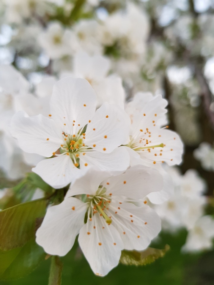 white flower