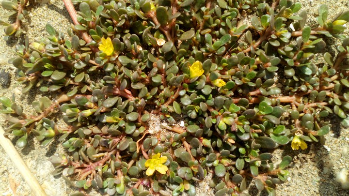 flores silvestres